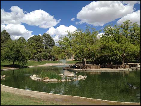 The Duck Pond